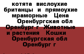 котята  вислоухие  британцы  и  прямоухие  ...мраморные › Цена ­ 3 500 - Оренбургская обл., Оренбург г. Животные и растения » Кошки   . Оренбургская обл.,Оренбург г.